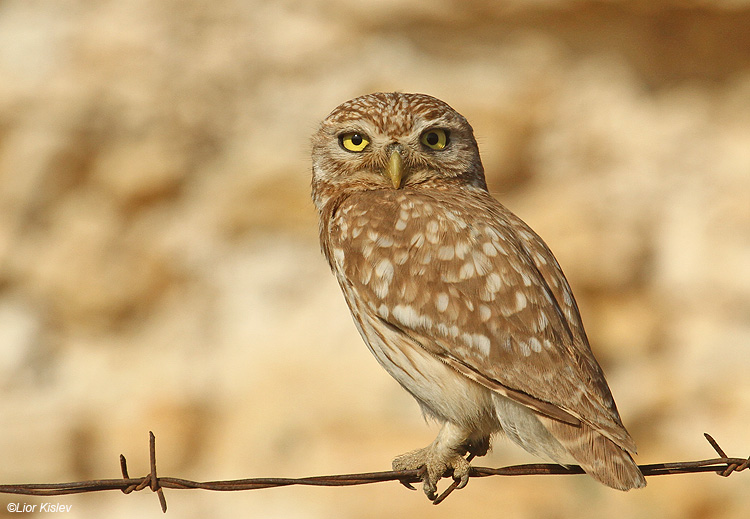      Little Owl Athene noctua  ,Wadi Meytzar ,Golan ,Israel 30-05-11.Lior  Kislev                                                 